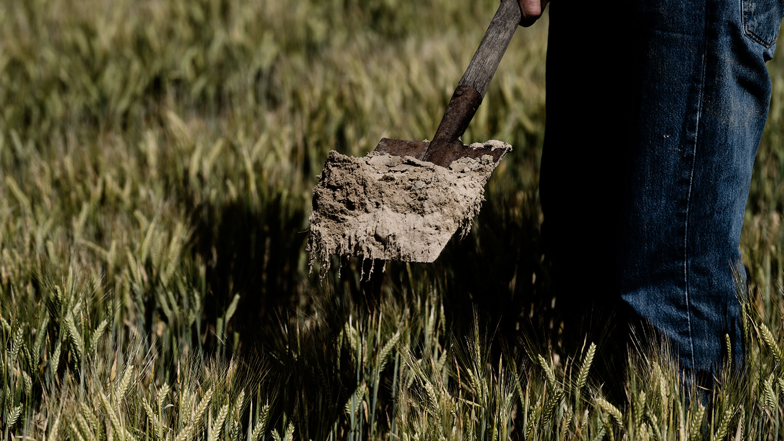 Regenerative Agriculture