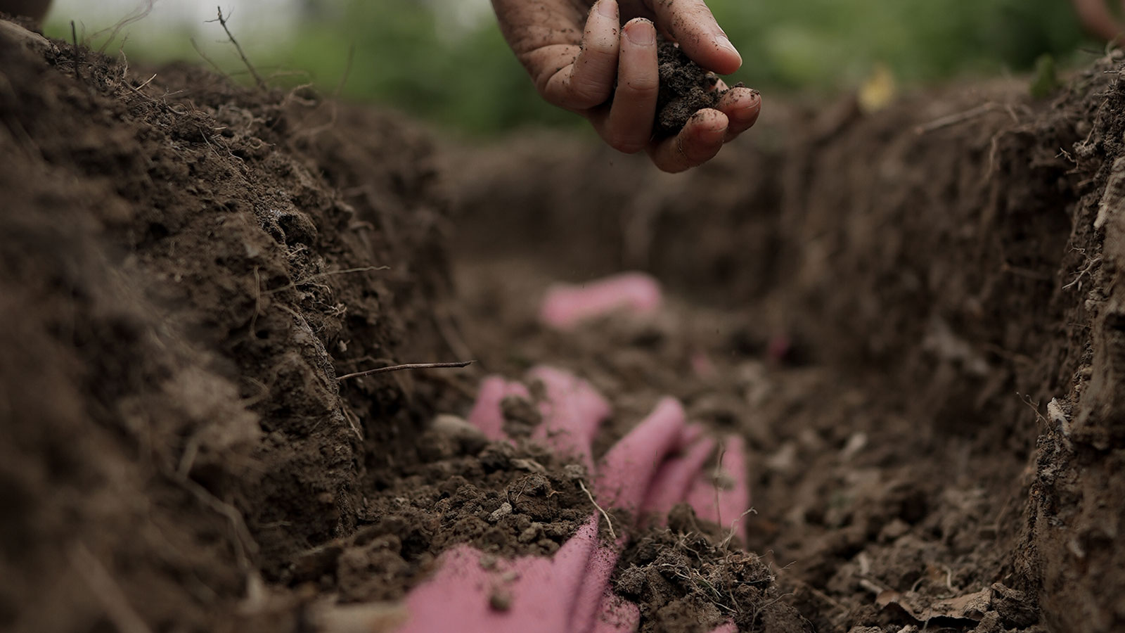 <p>Wool biodegrades readily in as little as three to four months, but the rate varies with soil, climate and wool characteristics. This releases essential elements such as nitrogen and sulphur back to the soil, able to be taken up by growing plants. When wool biodegrades, it also releases carbon back into the soil as part of the natural carbon cycle. </p>