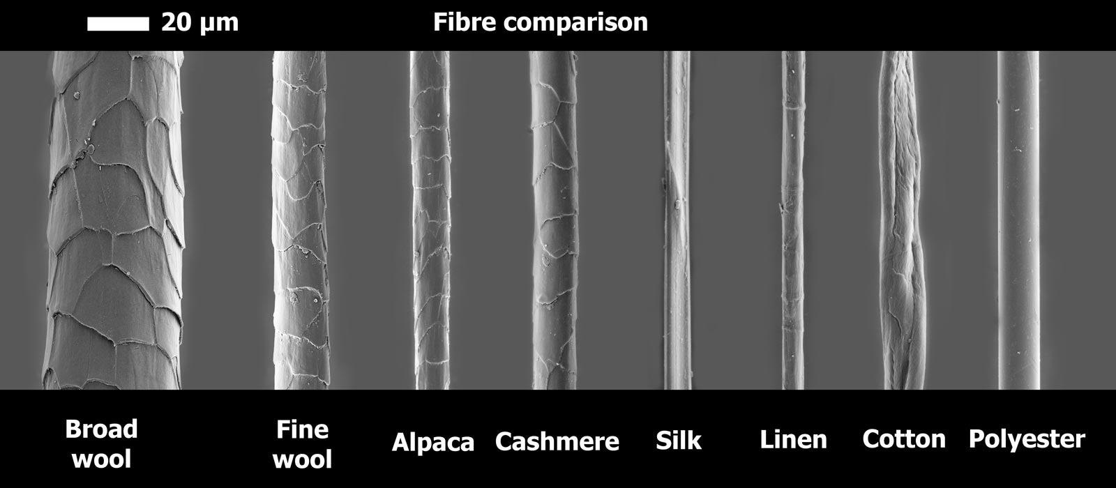 What is Merino wool & how is it made? The Woolmark Company