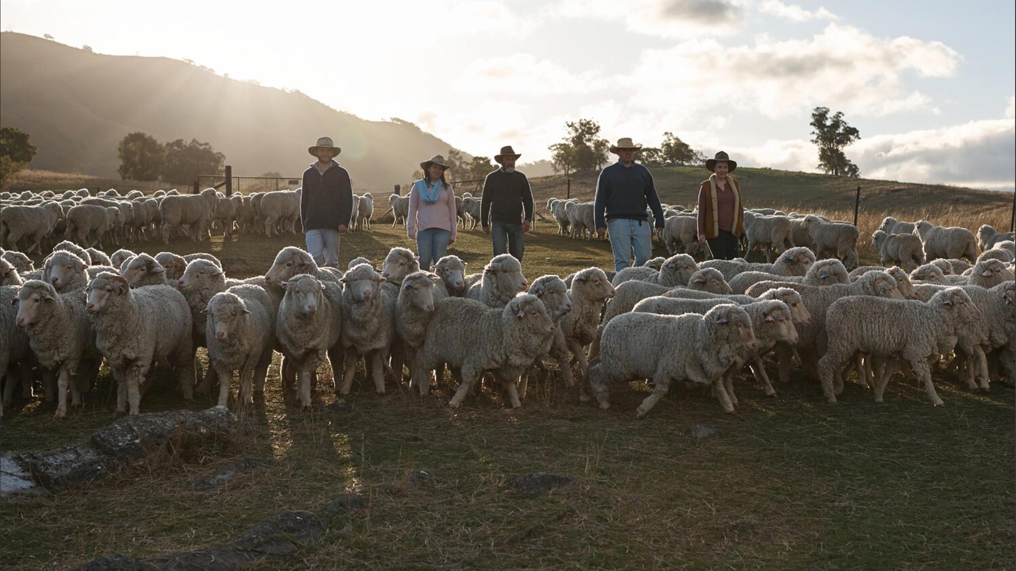 <p>The Best Wool in the World</p>