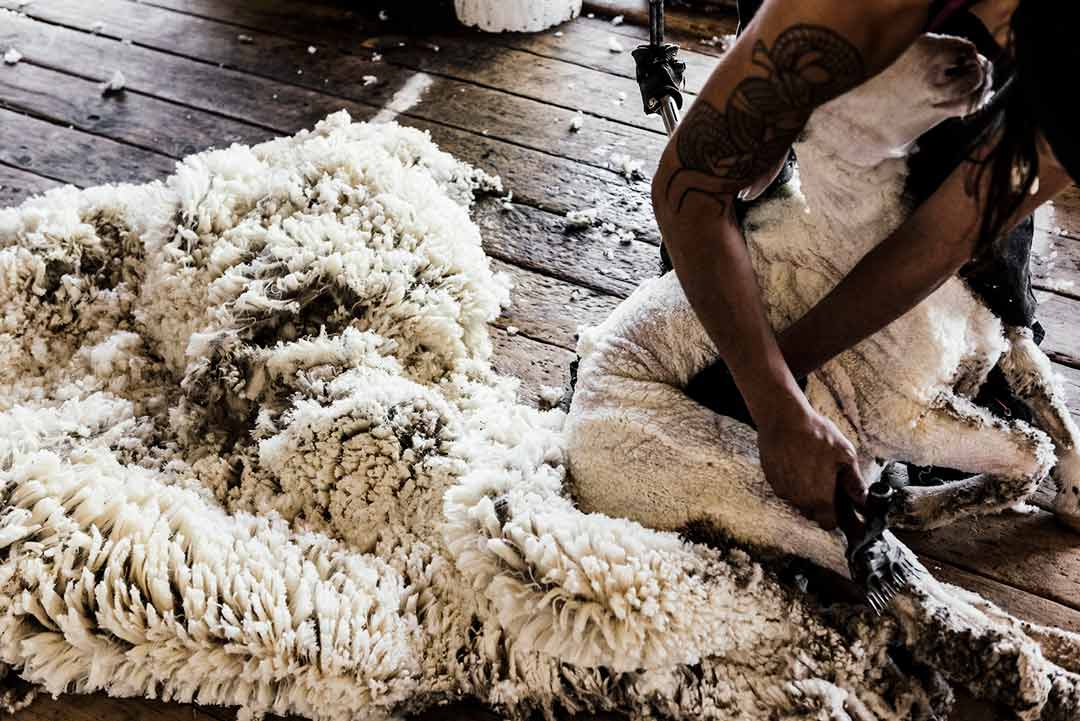 Where Does Wool Come From? | The Woolmark Company