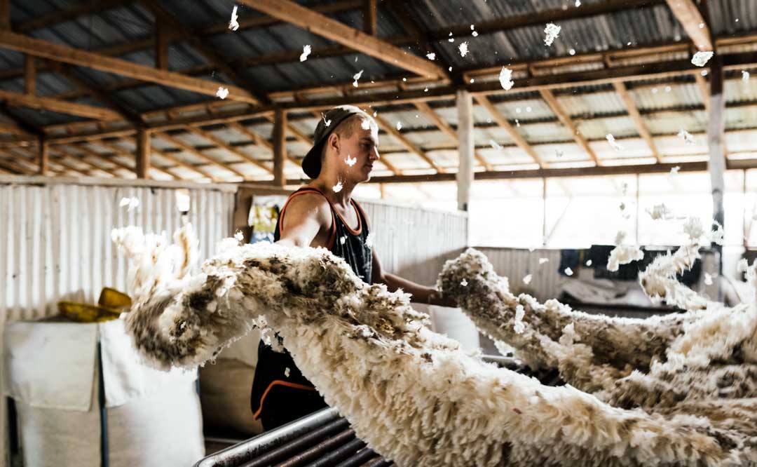 Health and Safety Policy in the Shearing Industry 