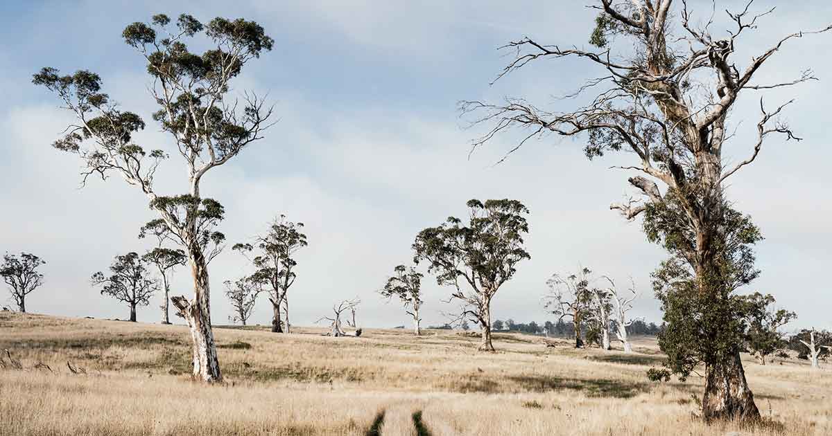 White Gum Wool Tasmania | Woolmark
