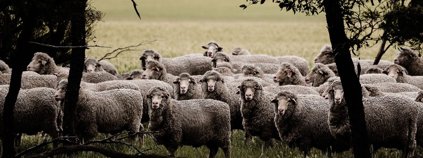 Nuôi cừu lấy lông là quá trình bền vững